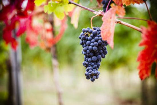 Piemonte, vino Barbaresco